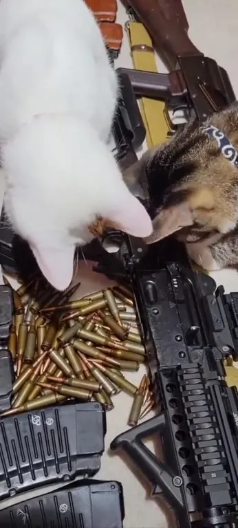 Кошки выбирают патроны