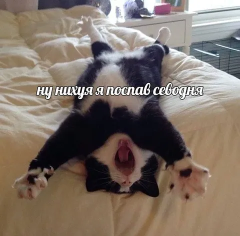 Кот отлично поспал
