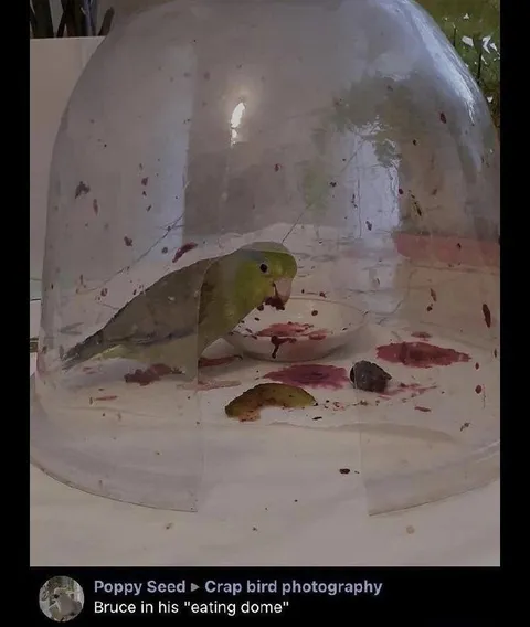 Bruce in His Eating Dome