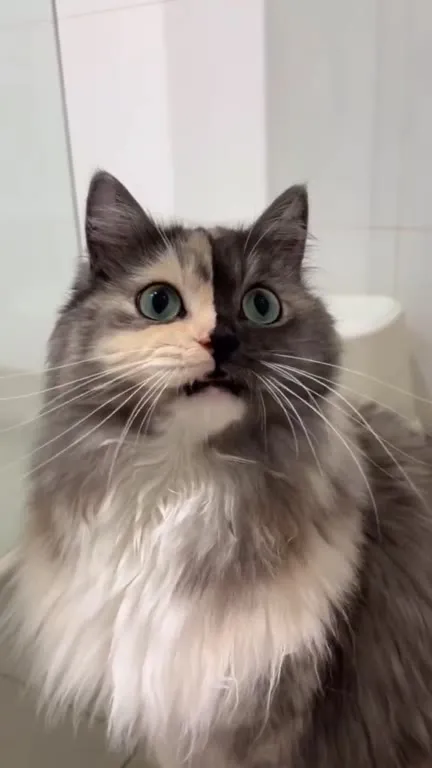 Кот удивлённо смотрит вверх