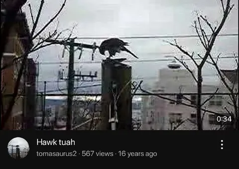 Hawk Tuah Bird Video
