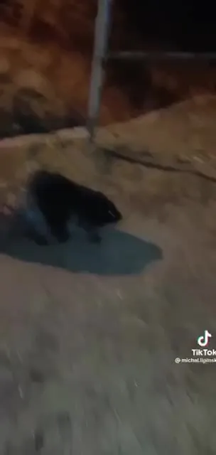 Wielki bóbr ucieka do wody