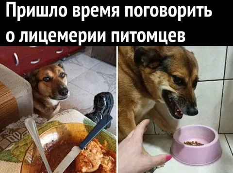 Лицемерие питомцев за едой