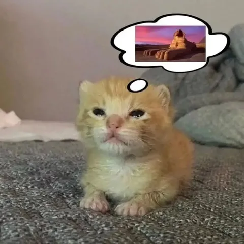 Кот мечтает о пустыне