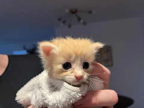 Крошечный котёнок в полотенце