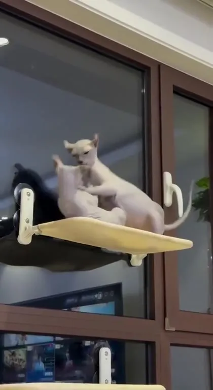 For No Reason They Got Angry