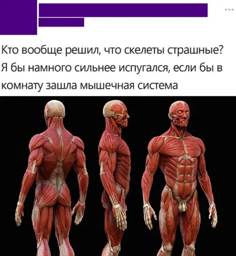 Мышечная система страшнее скелетов