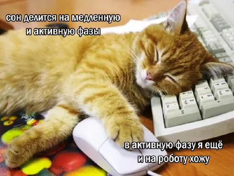 Кот в активной фазе сна