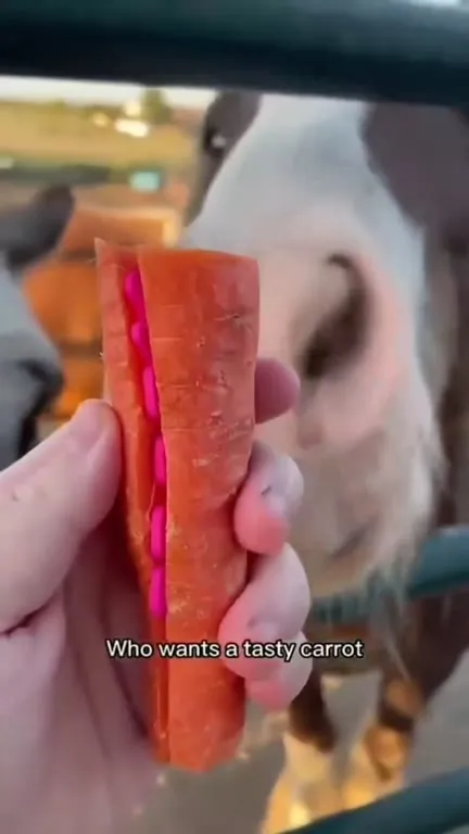 Horse Wants a Tasty Carrot