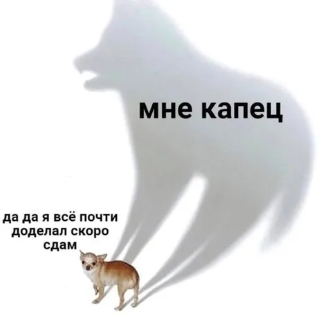 Чихуахуа с тенью волка