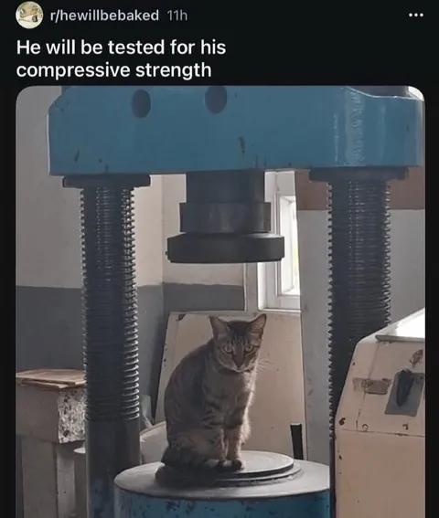 Cat Tested for Compressive Strength