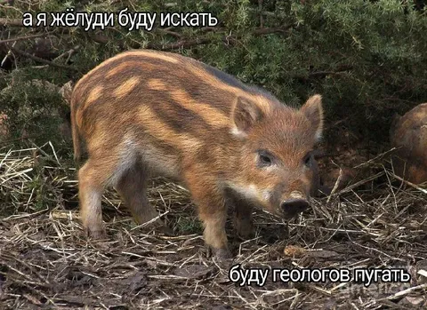 Кабанёнок ищет жёлуди