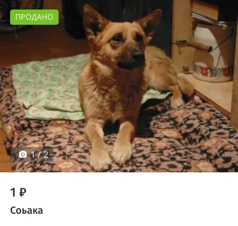 Собака за один рубль