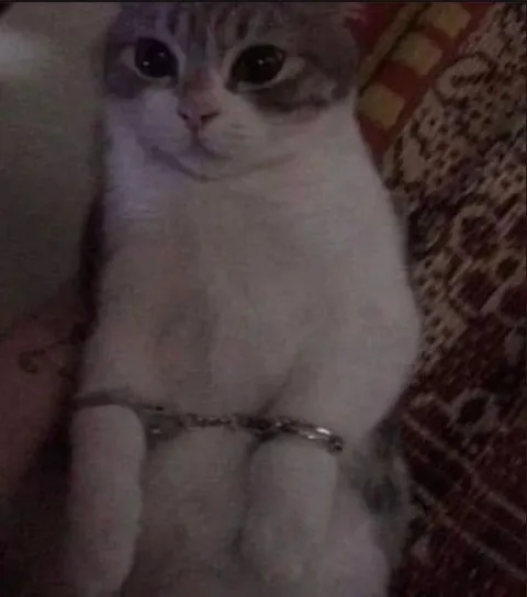 Грустный кот в цепях
