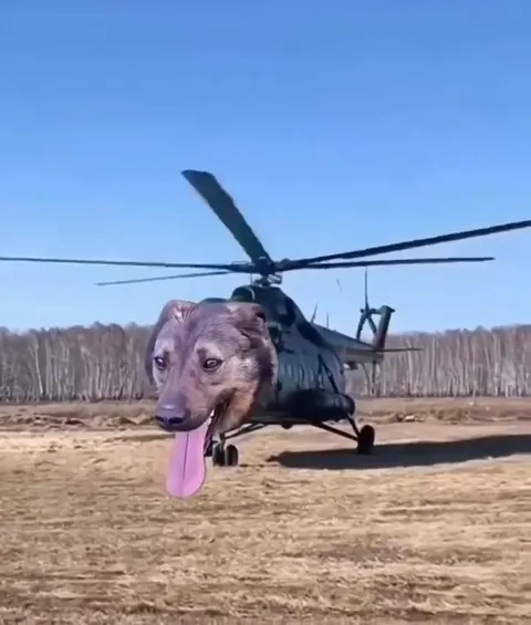 Собака-вертолёт взлетает