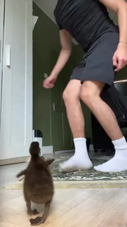 Duckling Has Attachment Issues
