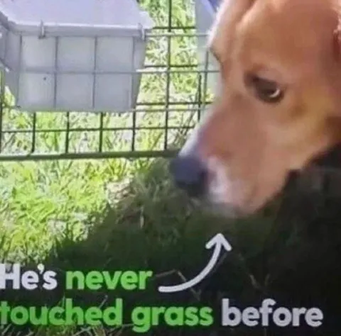 Dog Who Never Touched Grass