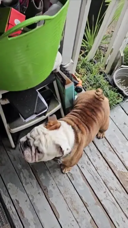 Bulldog Rides Away on Skateboard