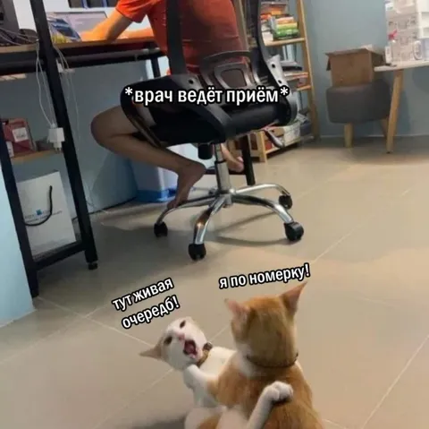 Коты заняли очередь к врачу
