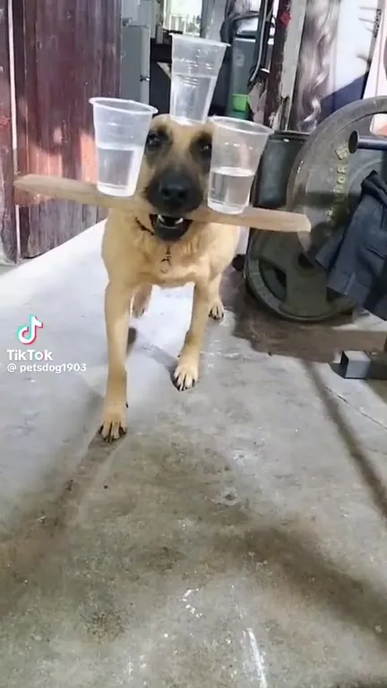 Собака с подносом из стаканов