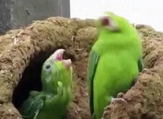 Попугаи громко спорят