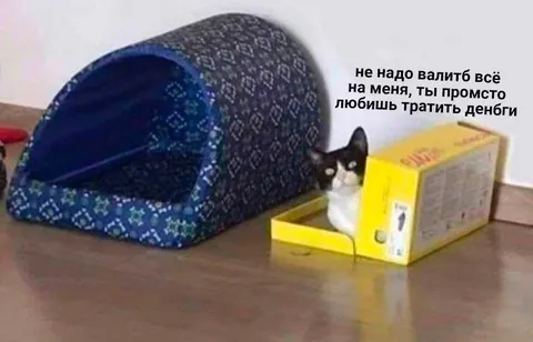Кот любит тратить деньги
