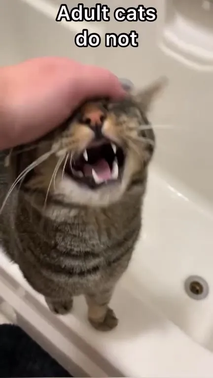 When Your Cat Says I'm Baby