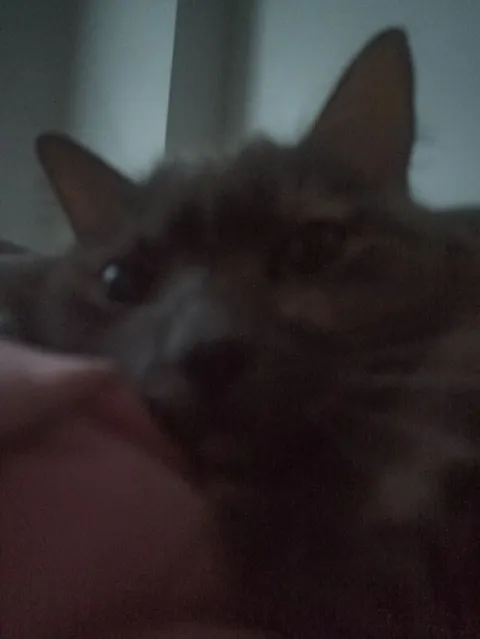 Кот перед сменой