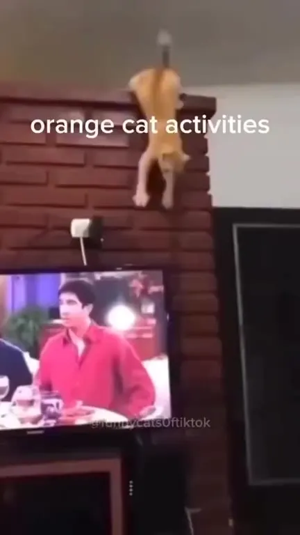 Orange Cat Behavior Compilation
