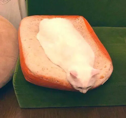 Кот в хлебе