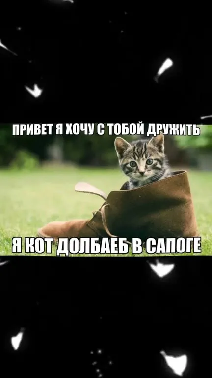 Кот-долбаеб в сапоге