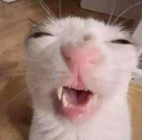 Безумно улыбающийся кот