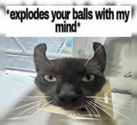 Cat Explodes Your Balls With Its Mind