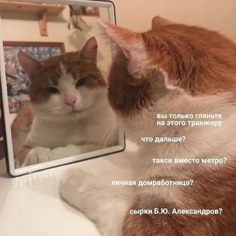 Кот осуждает транжиру