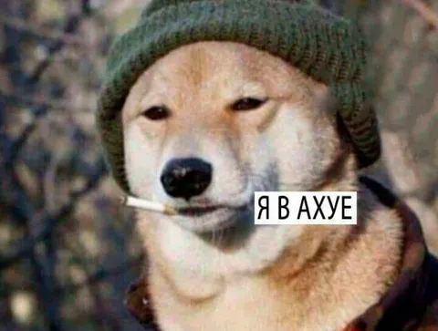 Я в ахуе — собака в шапке