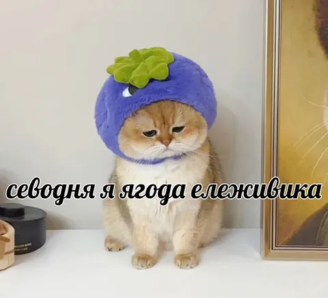Кот — ягода ежевики
