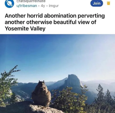 Horrid Squirrel in Yosemite