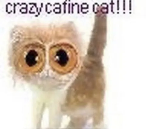 Crazy Catine Cat