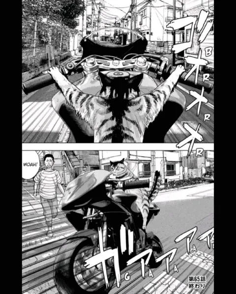 バイクに乗る猫の衝撃
