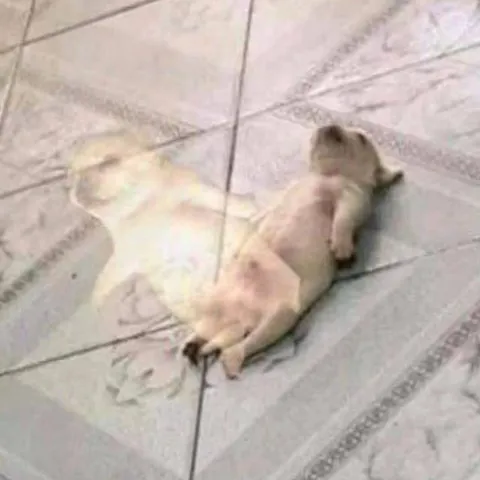 Кот лежит звездой на плитке