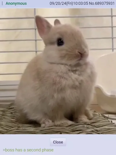 Rabbit Has a Second Phase