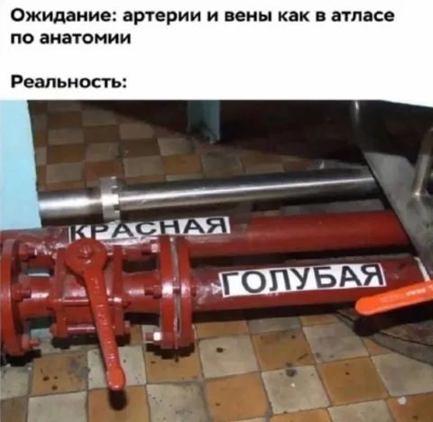Артерии и вены как трубы