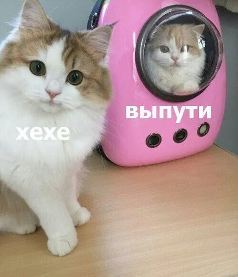 Хехе, выпути кота