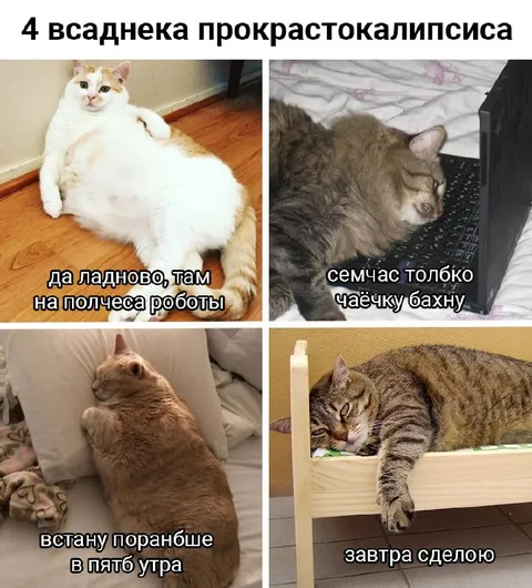 Четыре кота-прокрастинатора