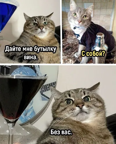 Кот просит бутылку вина