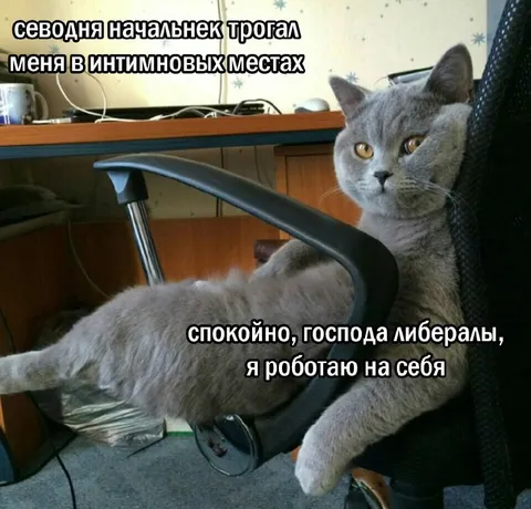 Кот работает на себя