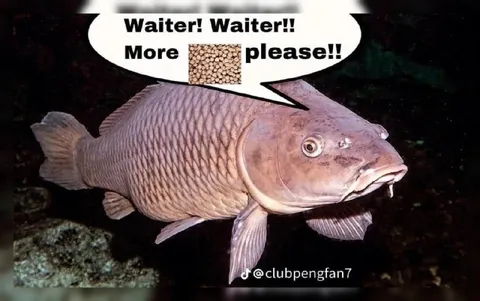 Waiter More Beans Please