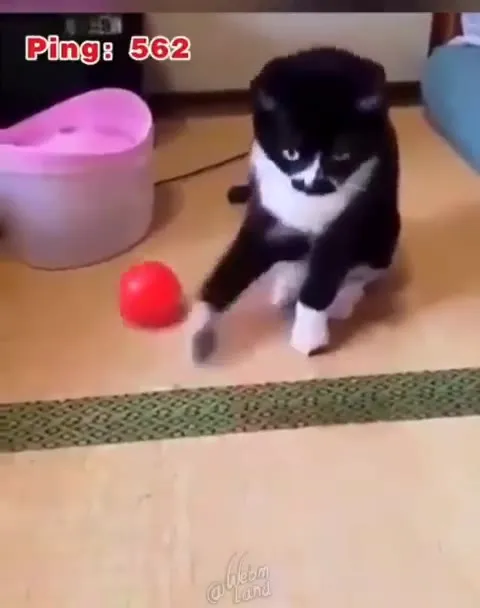 Кот отбивает красный мяч
