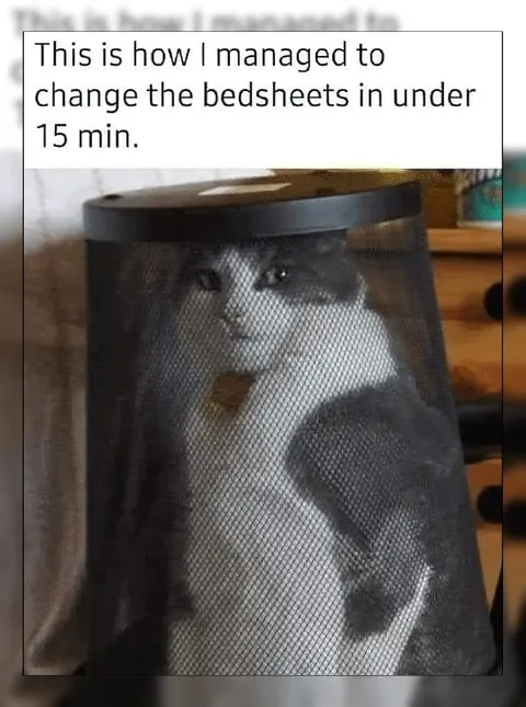 Cat Changes the Bedsheets