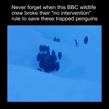 BBC Crew Rescues Trapped Penguins
